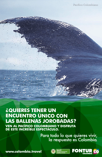 Encuentro único con las ballenas jorobadas